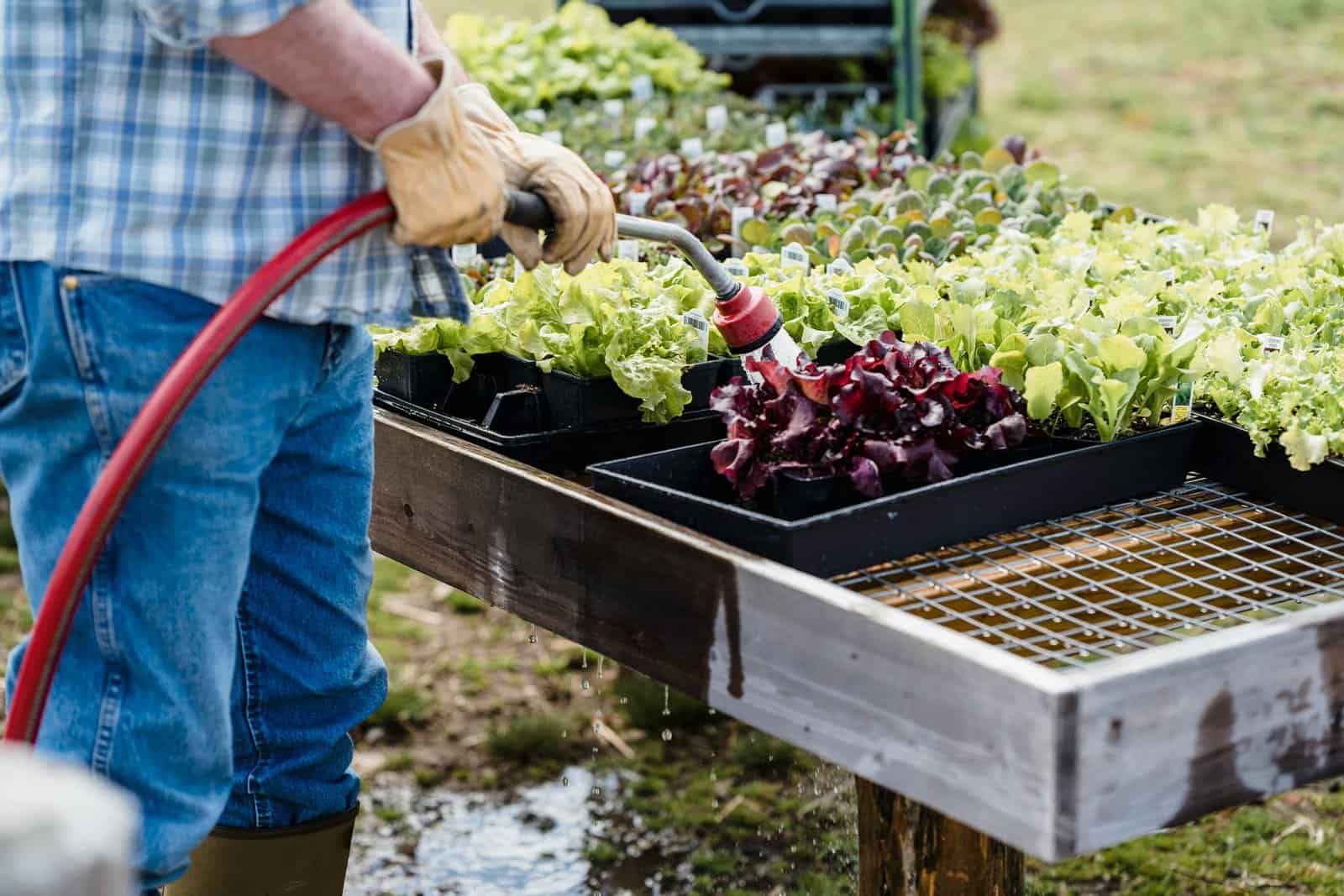 Spring gardening jobs - our top ten list