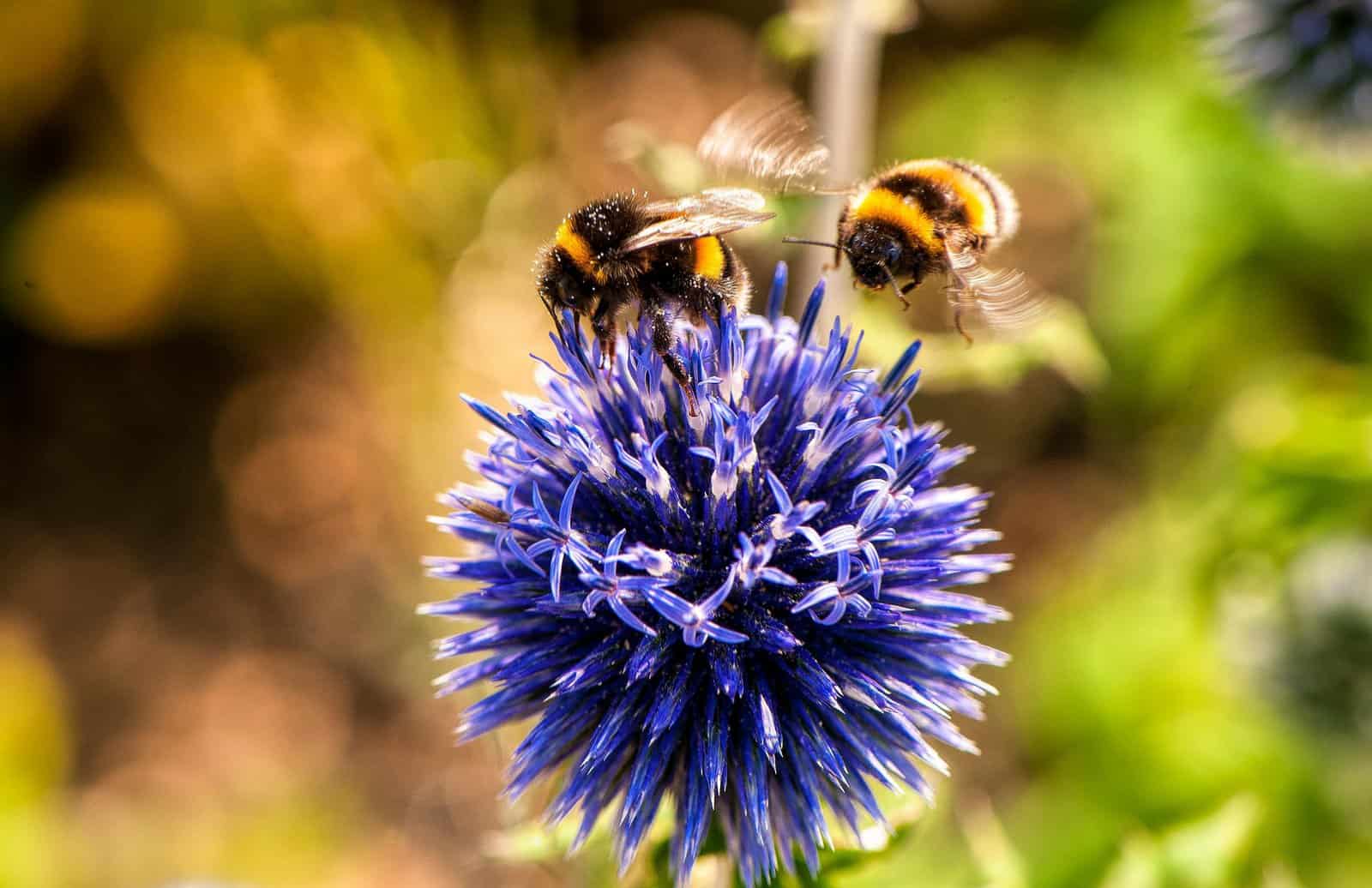 Gardening for bees; use your own garden to tackle global food security