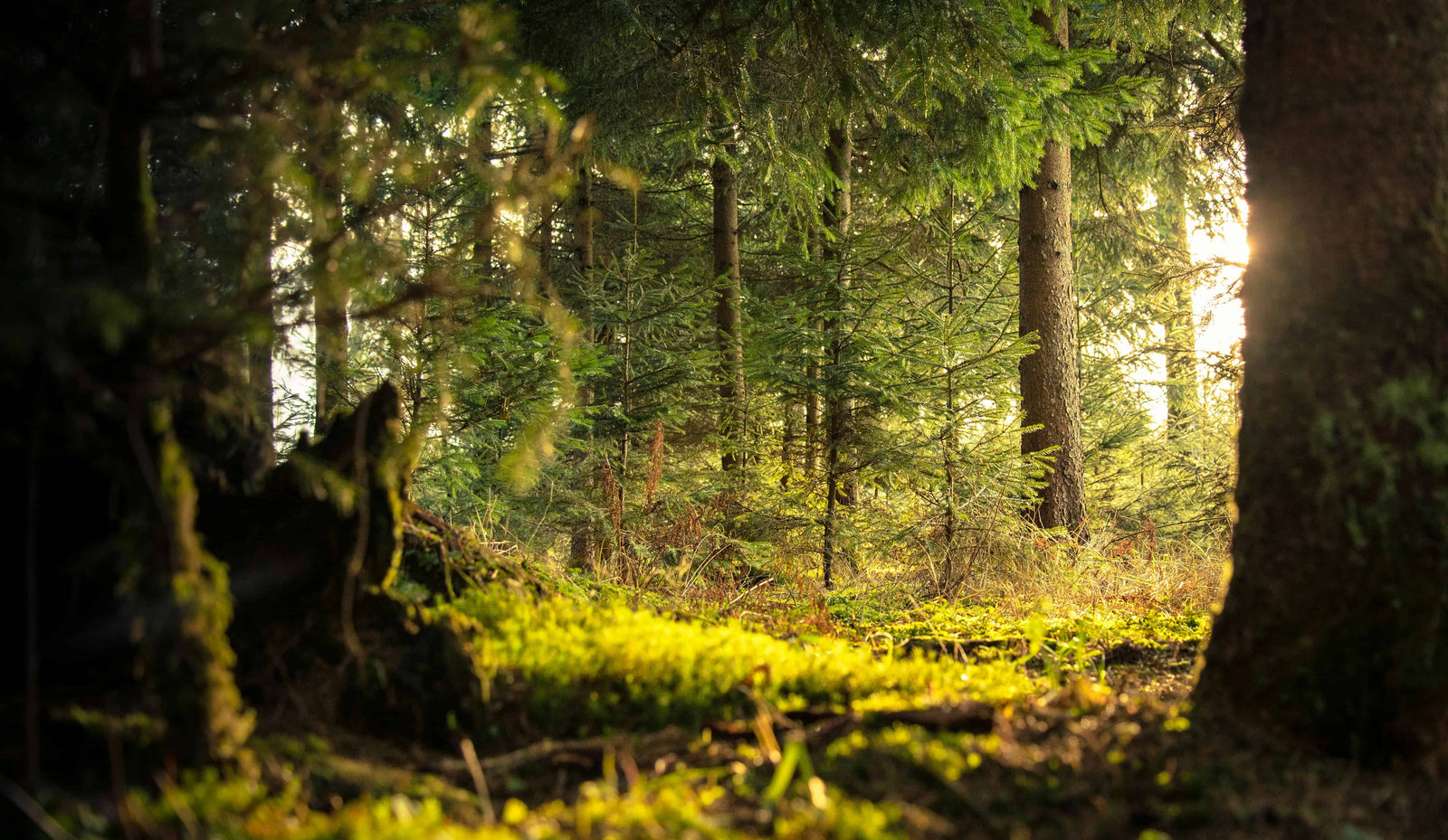 Native British trees - what you should (and shouldn't) plant in your garden