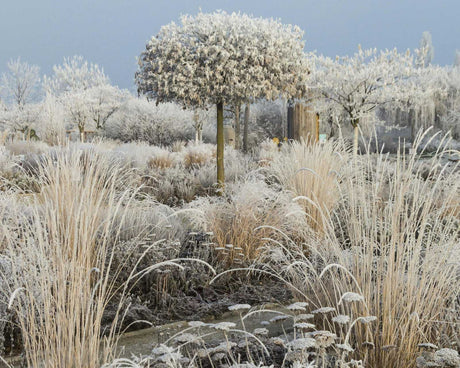 The best gardens to visit this winter?