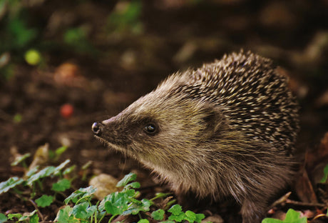 How to design and make a wildlife-friendly garden