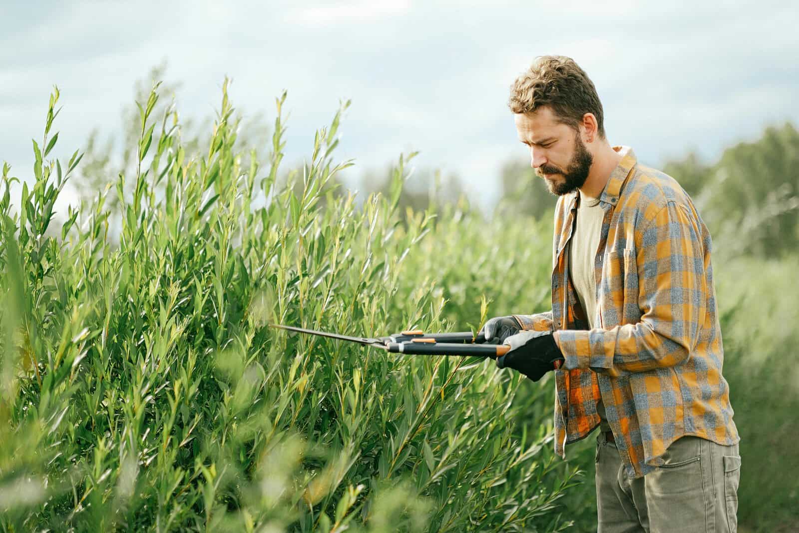 Creating a garden windbreak, our top tips