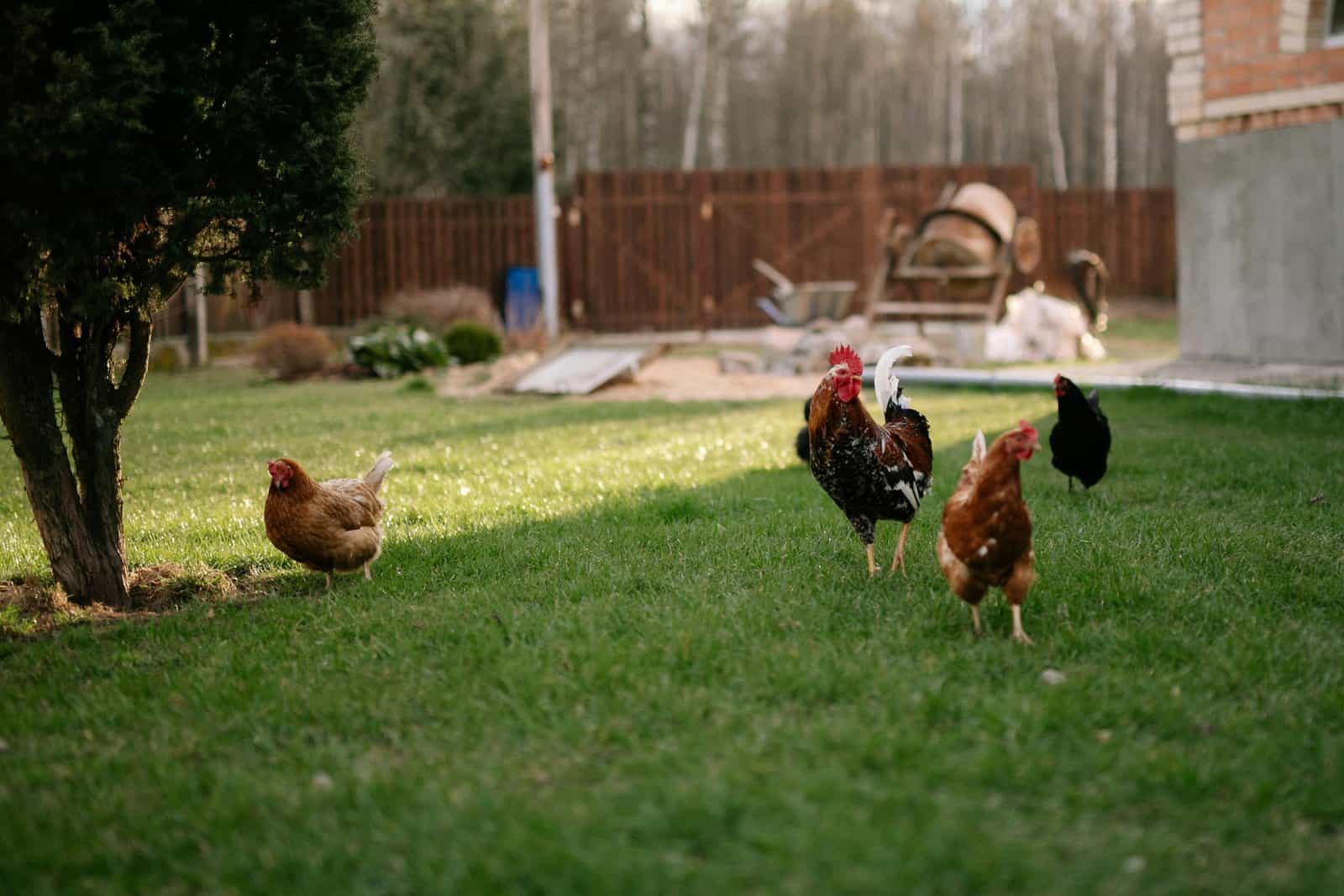 Keeping chickens in your garden? What you should know